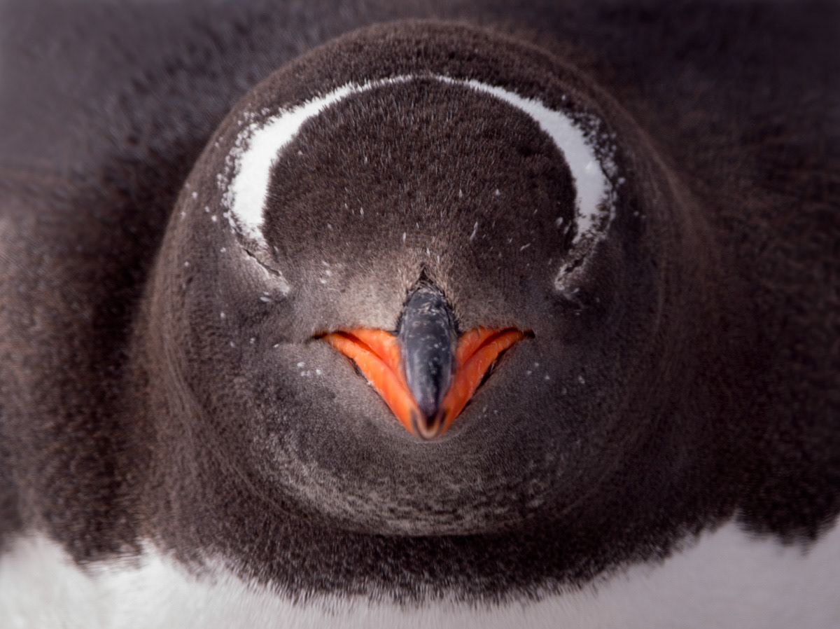 sleeping gentoo
