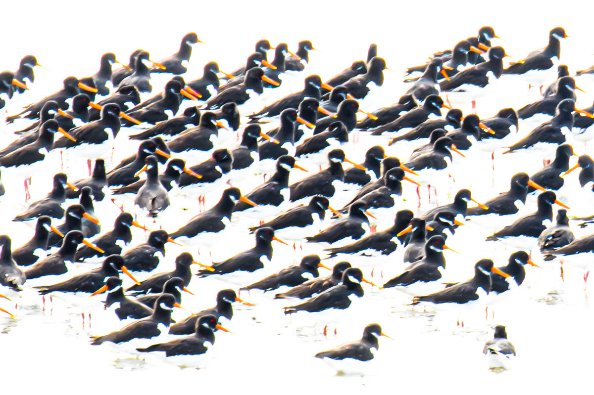 oystercatchers on the mudflats of schiermonnikoog