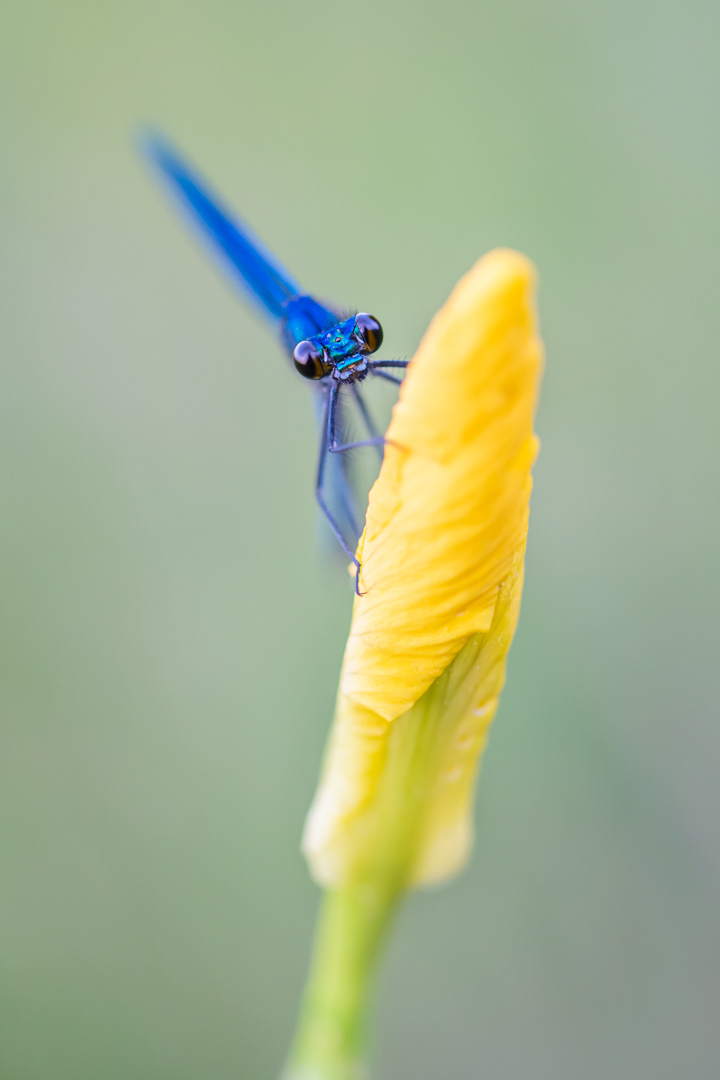 banded demoiselle