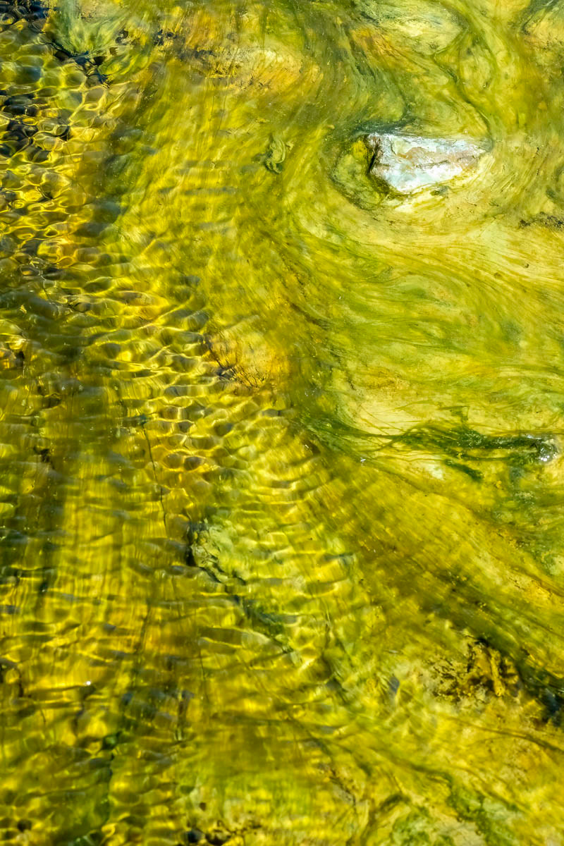 flow of algae and stones