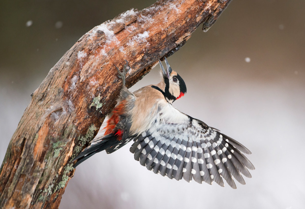 great spotted woodpecker 