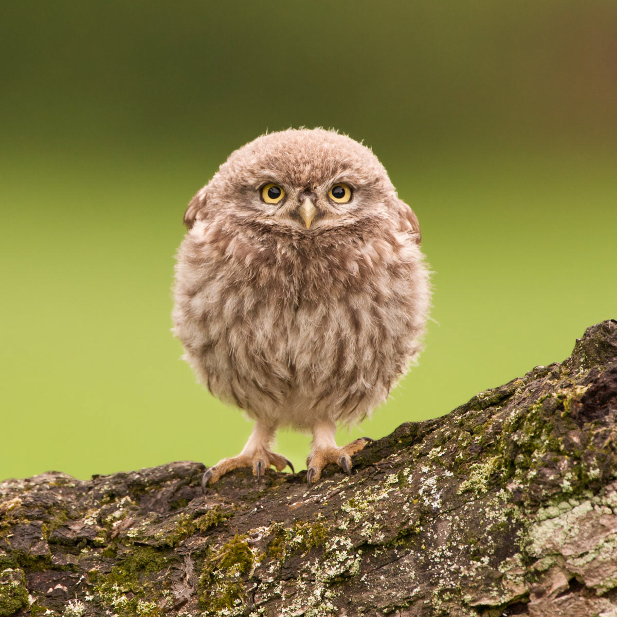 little owl chick