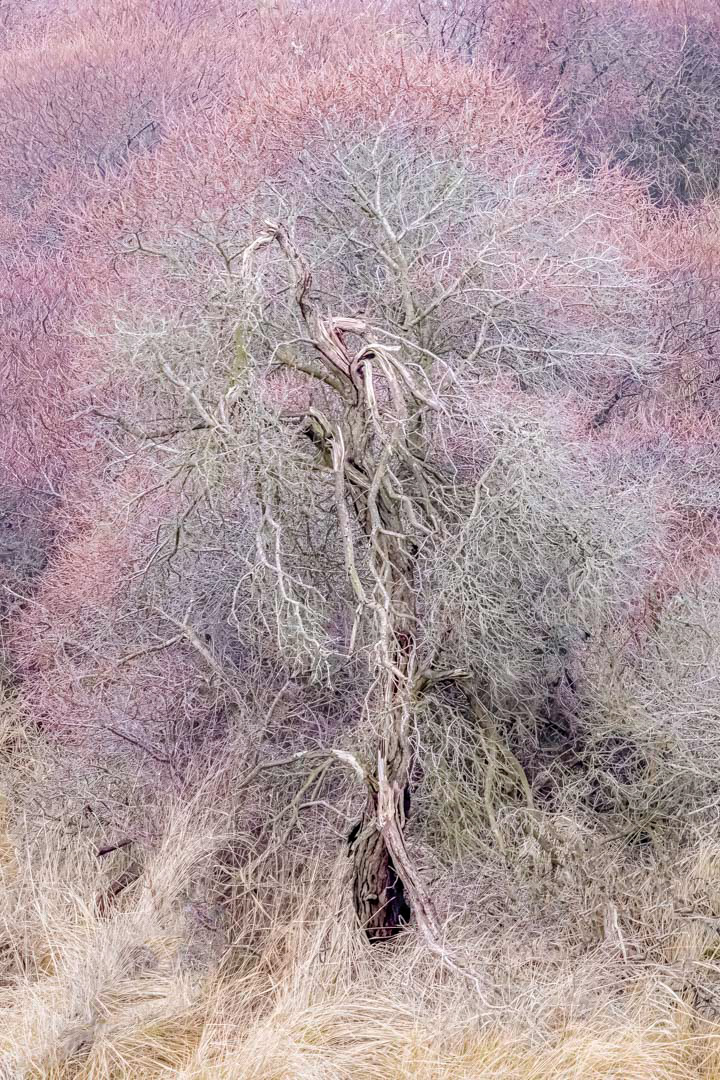 wintery colors in the dunes
