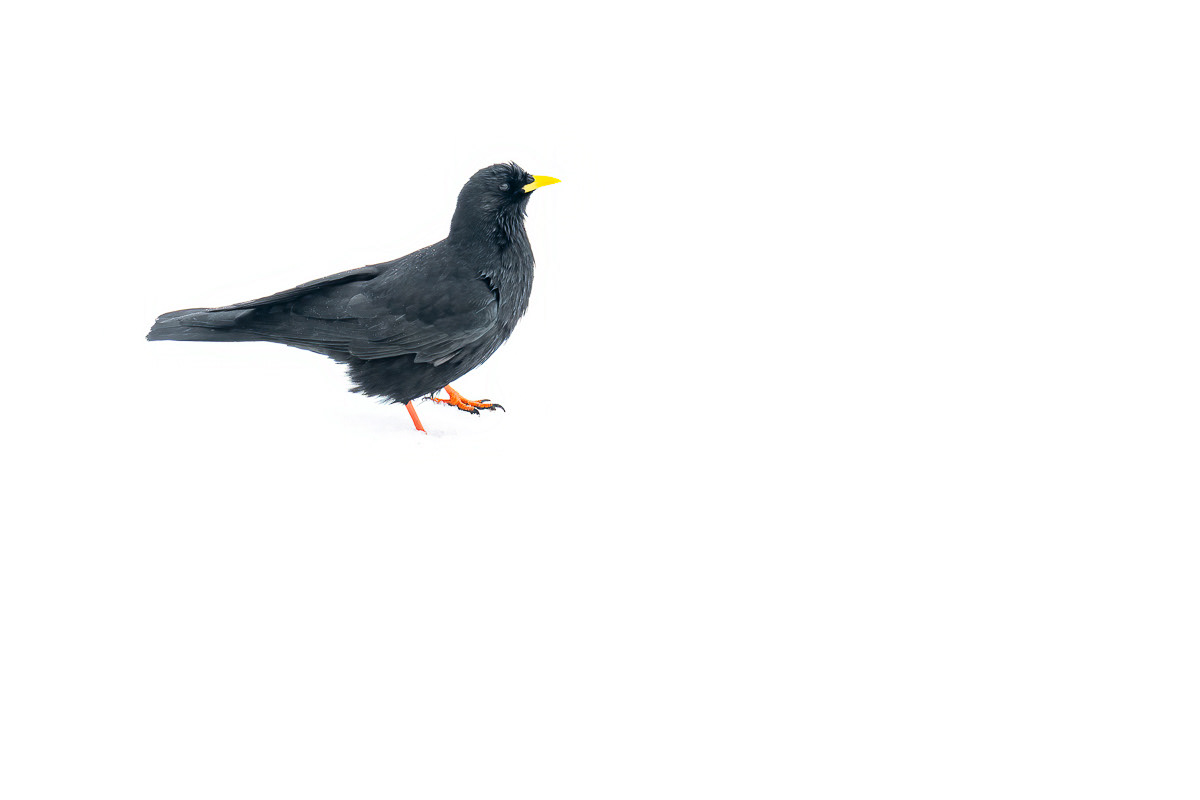 alpine chough in the snow