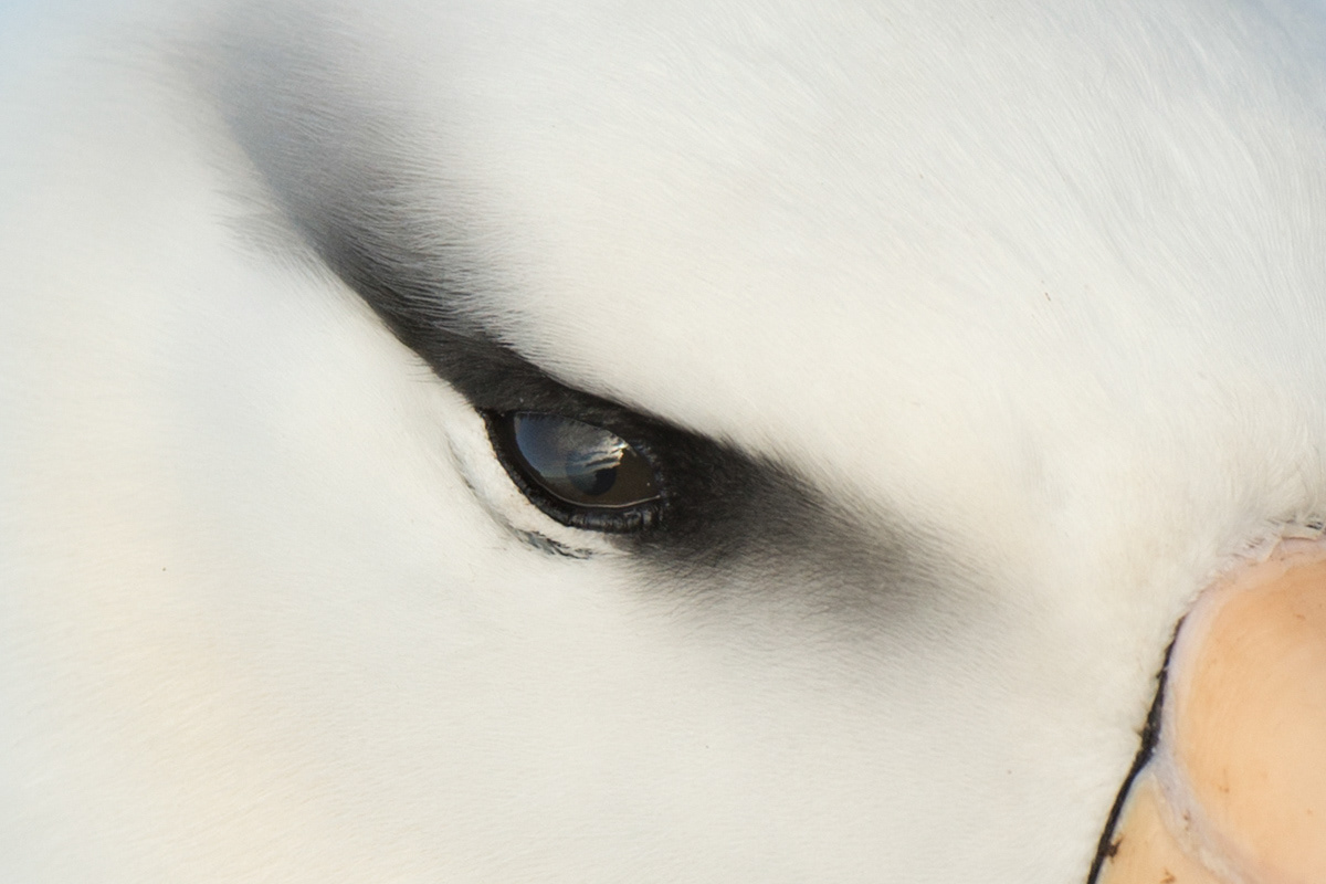 black-browed albatross