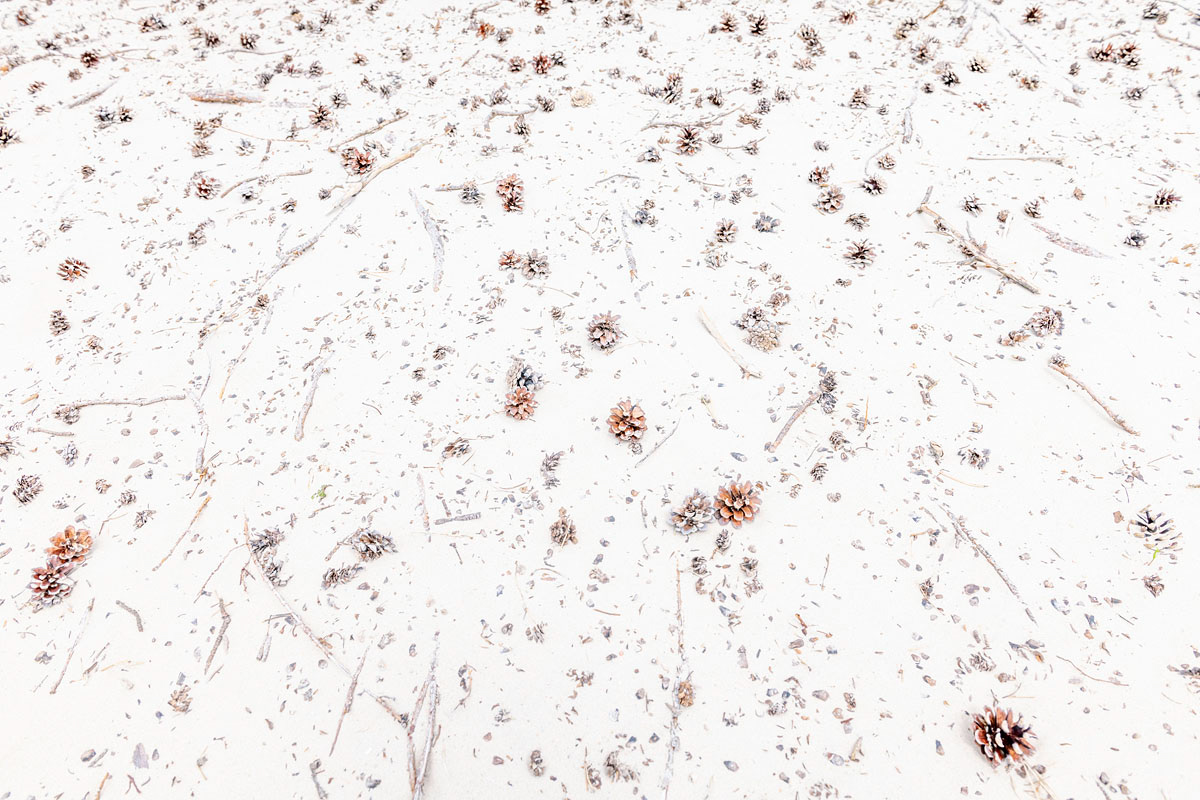 pine cone hill (july)