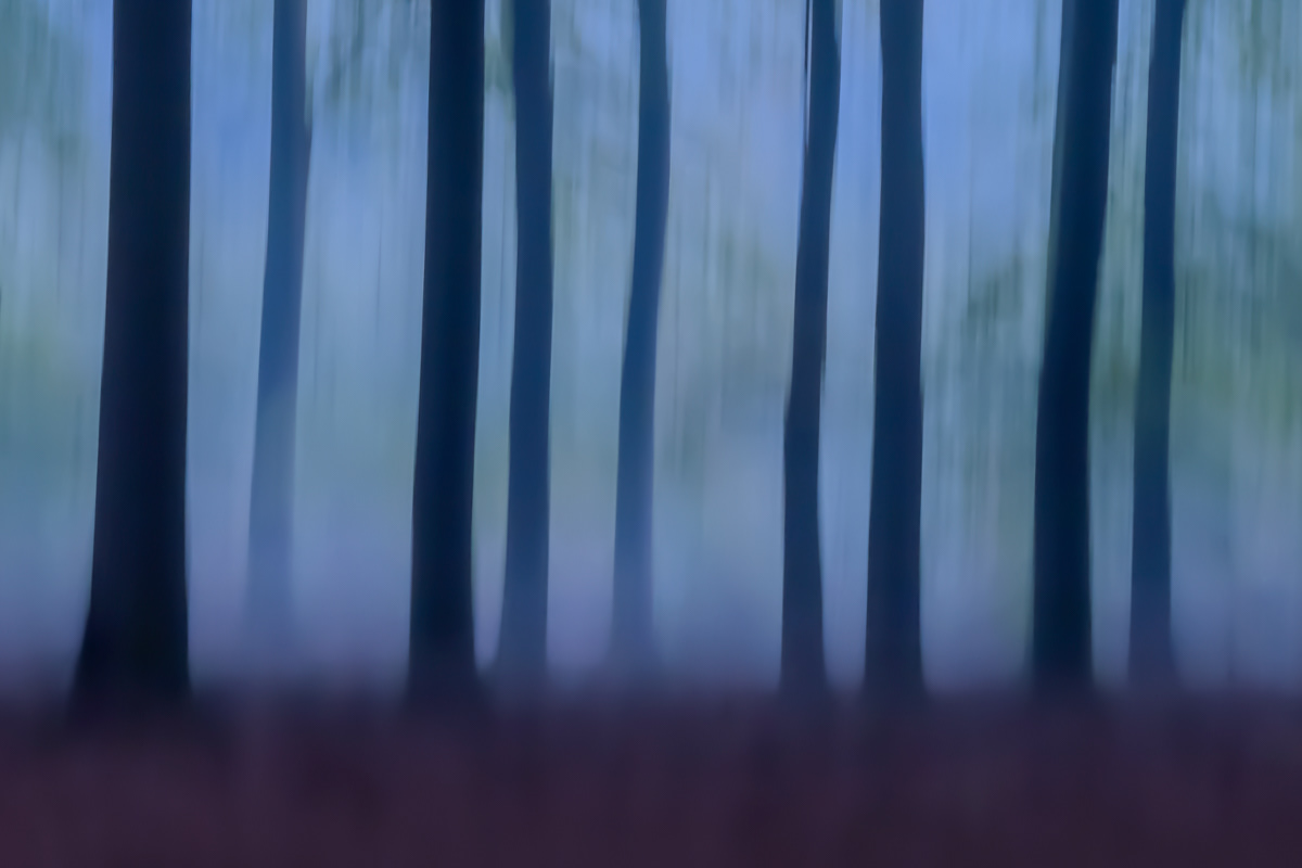 speulder forest at sunrise 