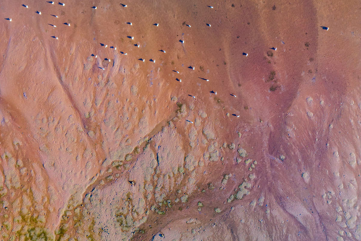 dried up river bed with gulls