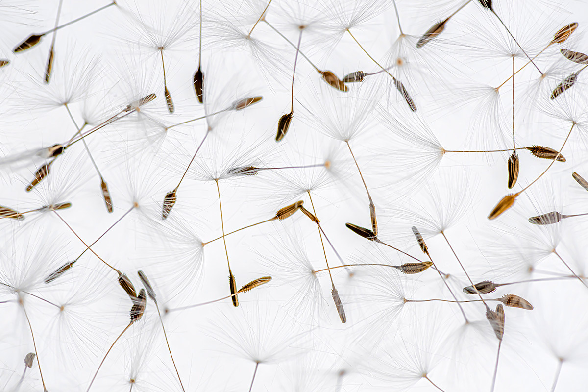 dandelion fluff