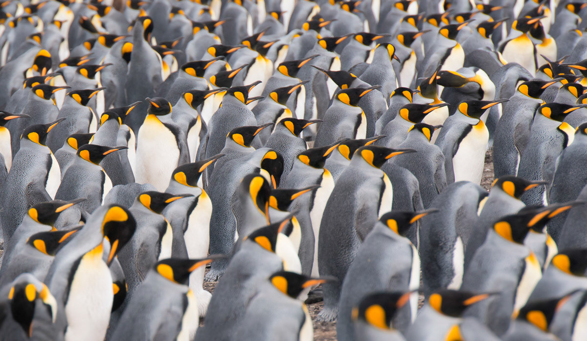 the crowded king penguin colony of volunteer point