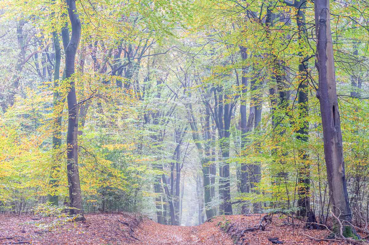 a foggy day in speulder forest