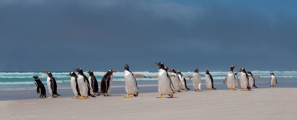 gentoos walking on the beach of volunteer point