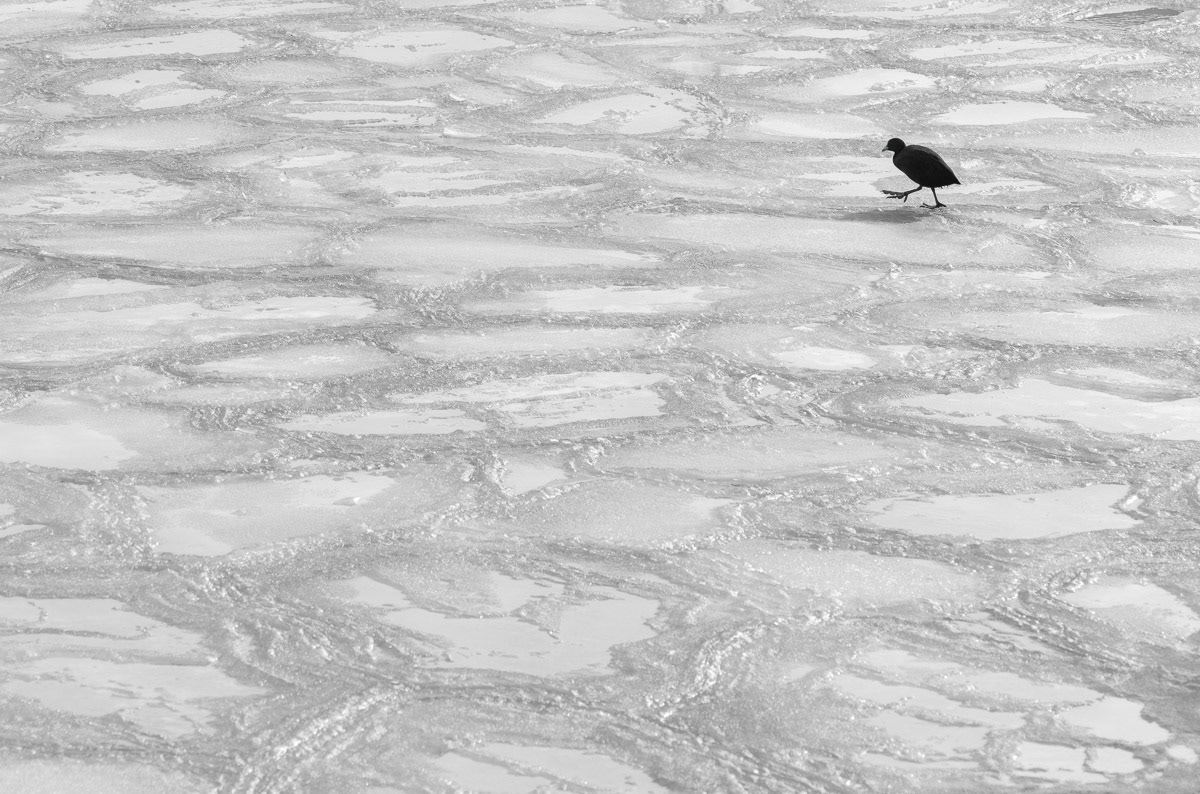 coot crossing melting ice