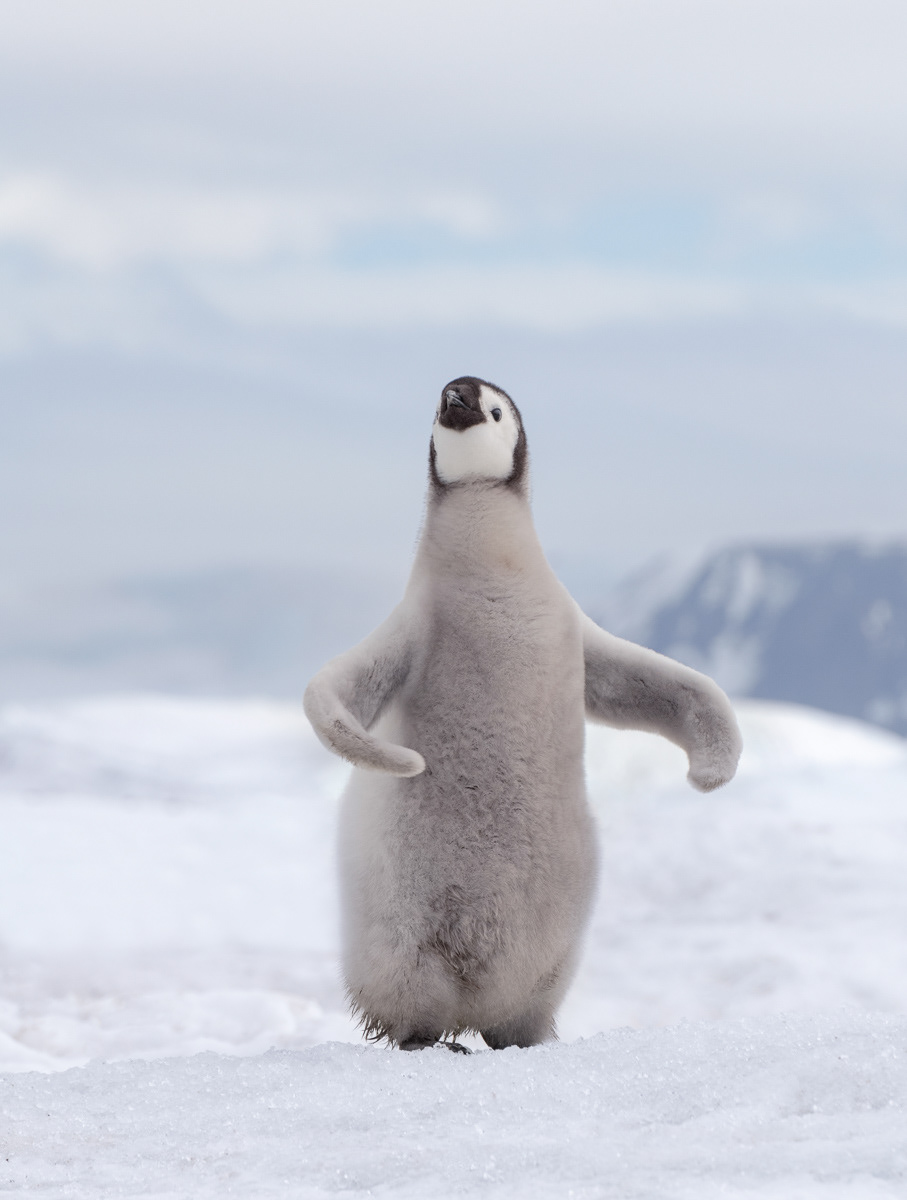 emperor penguin chick 'conducting'