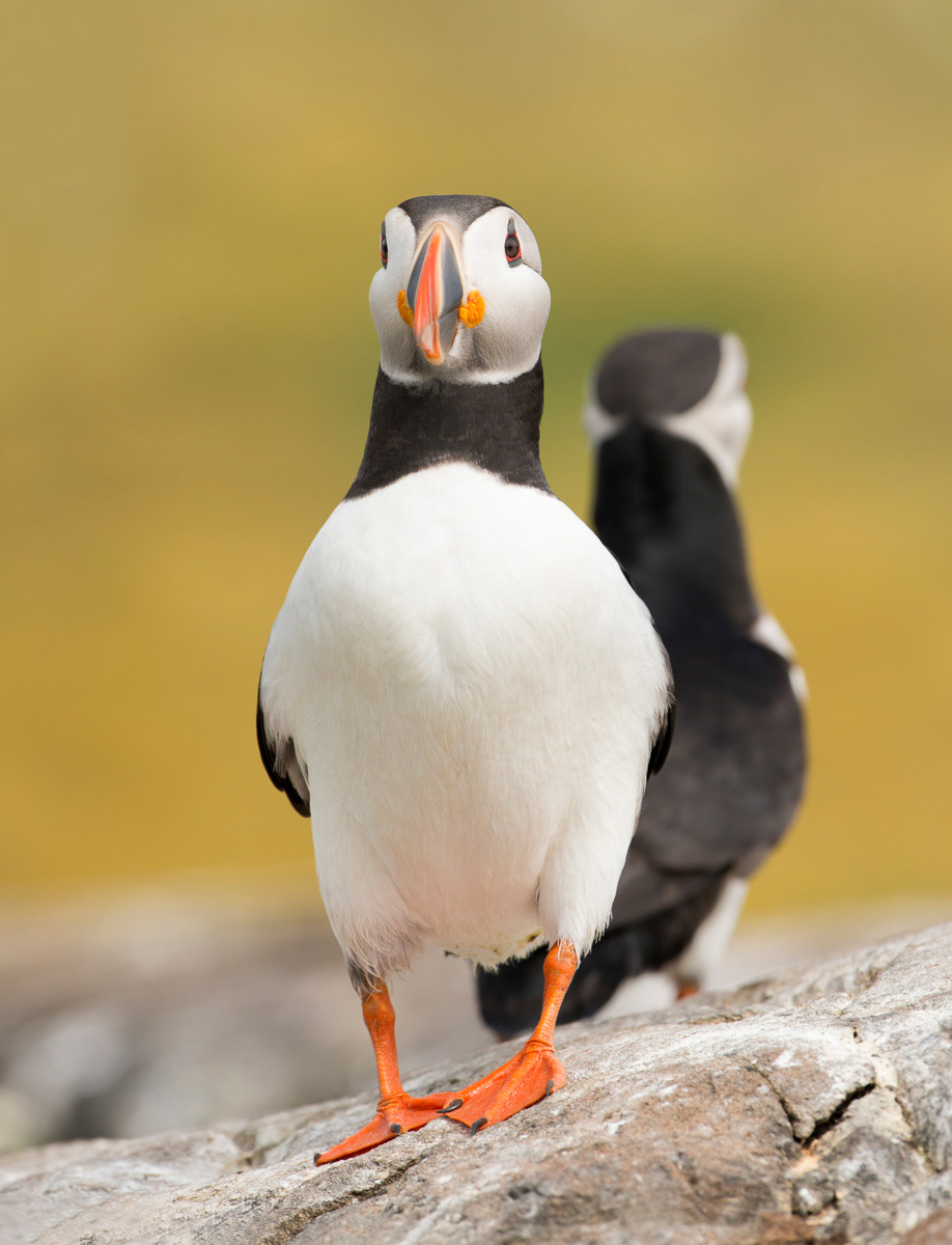 puffins