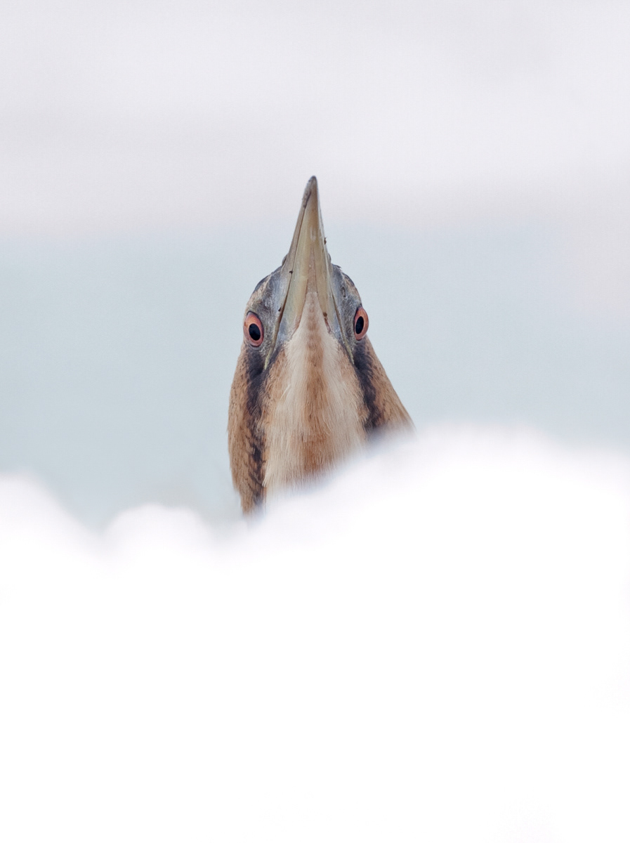bittern in the snow