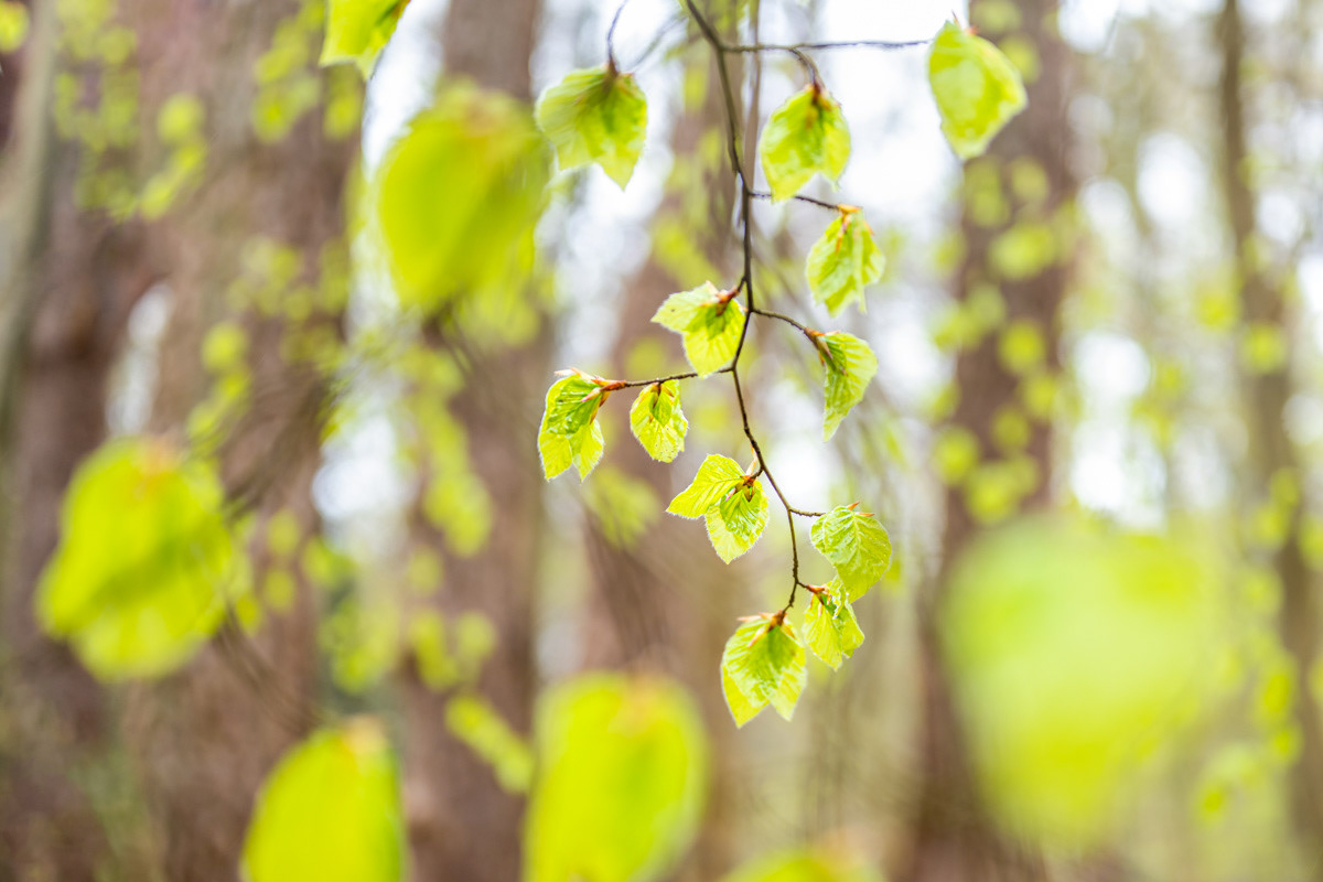 fresh beech in april