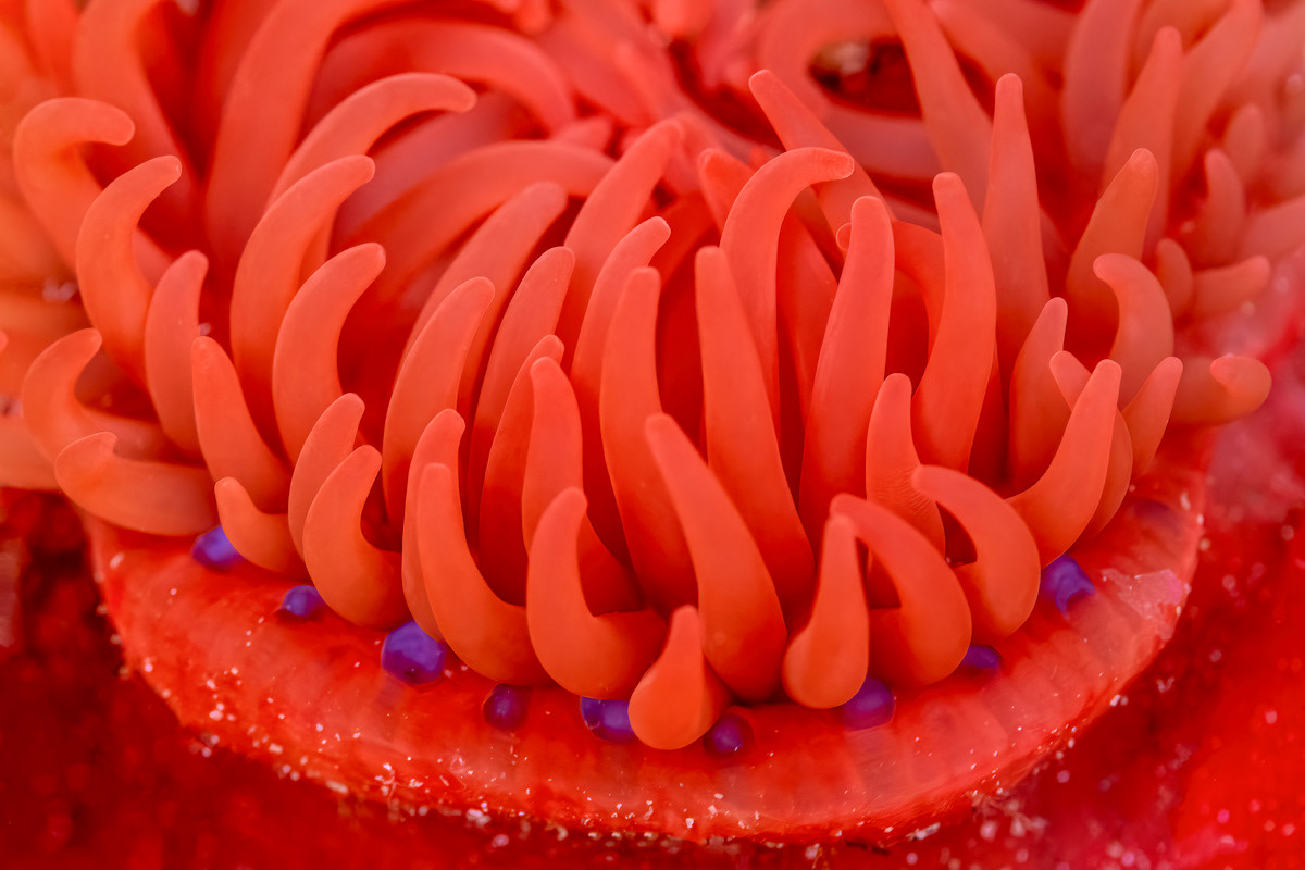 sea anemone in tidal pool