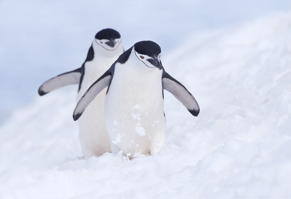 chinstrap penguins half moon island