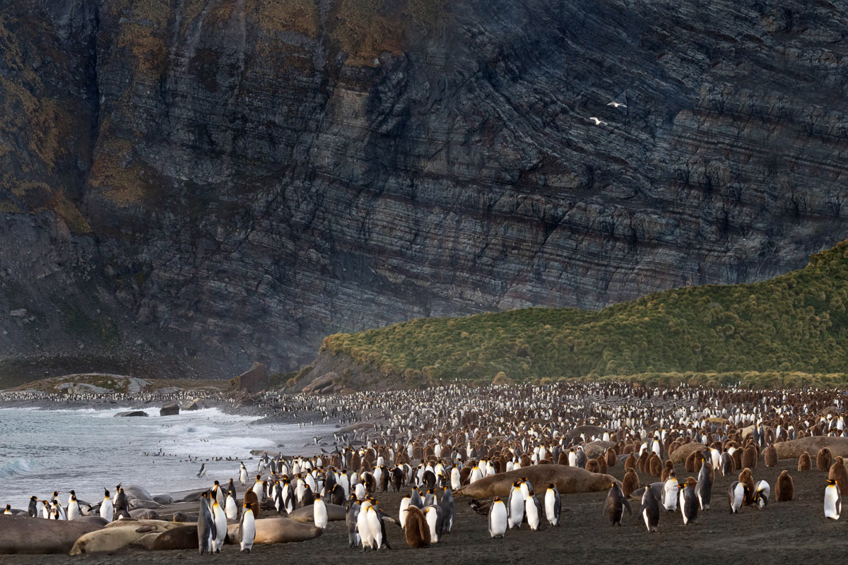 gold harbor beach: king penguins and elephant seals