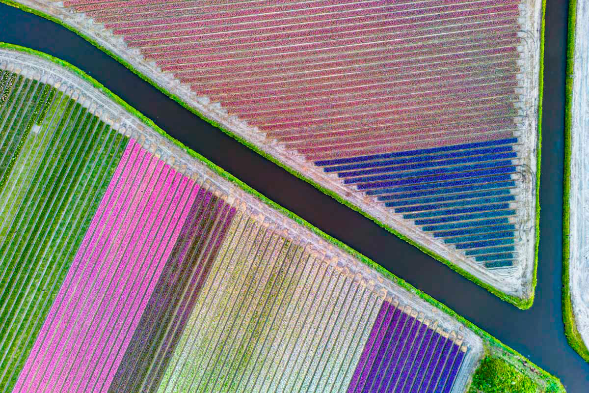 flowering bulb fields