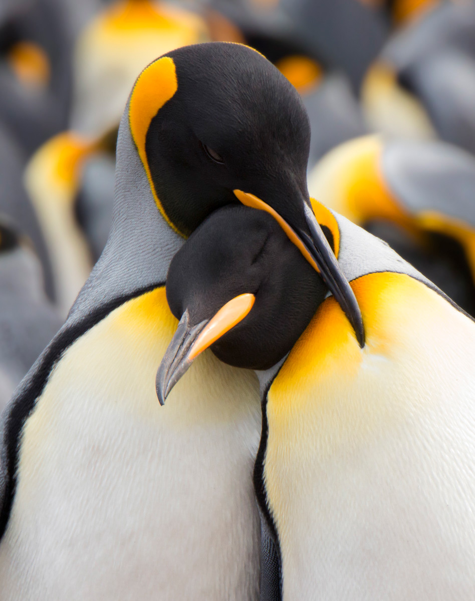 king penguins embracing