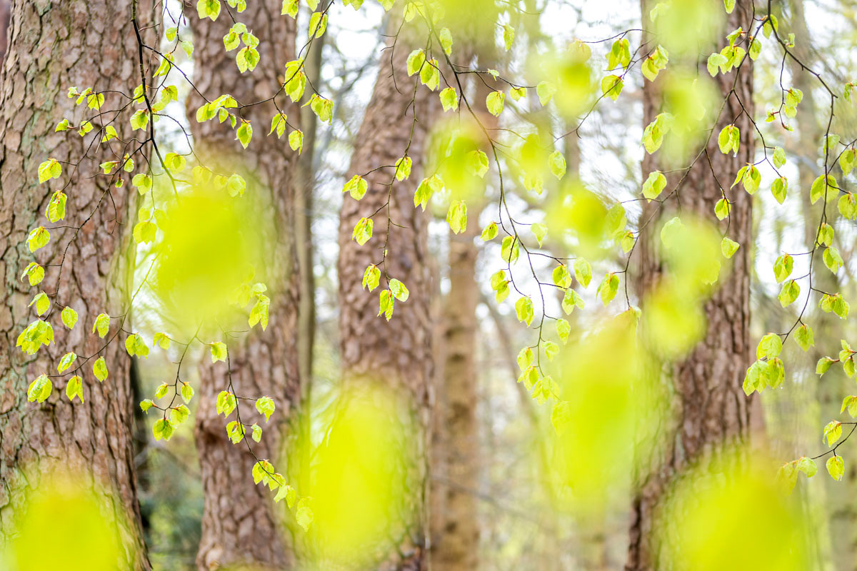 fresh beech in april