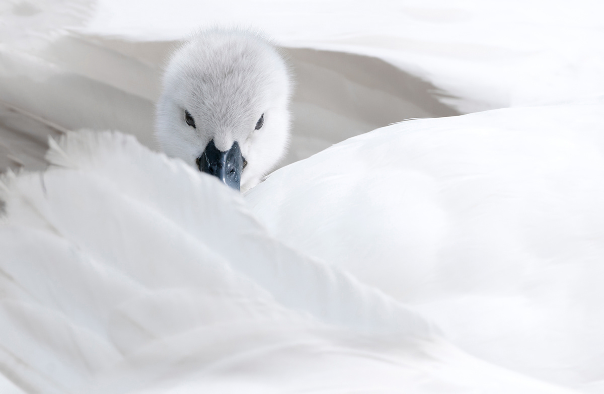 mute swan chick