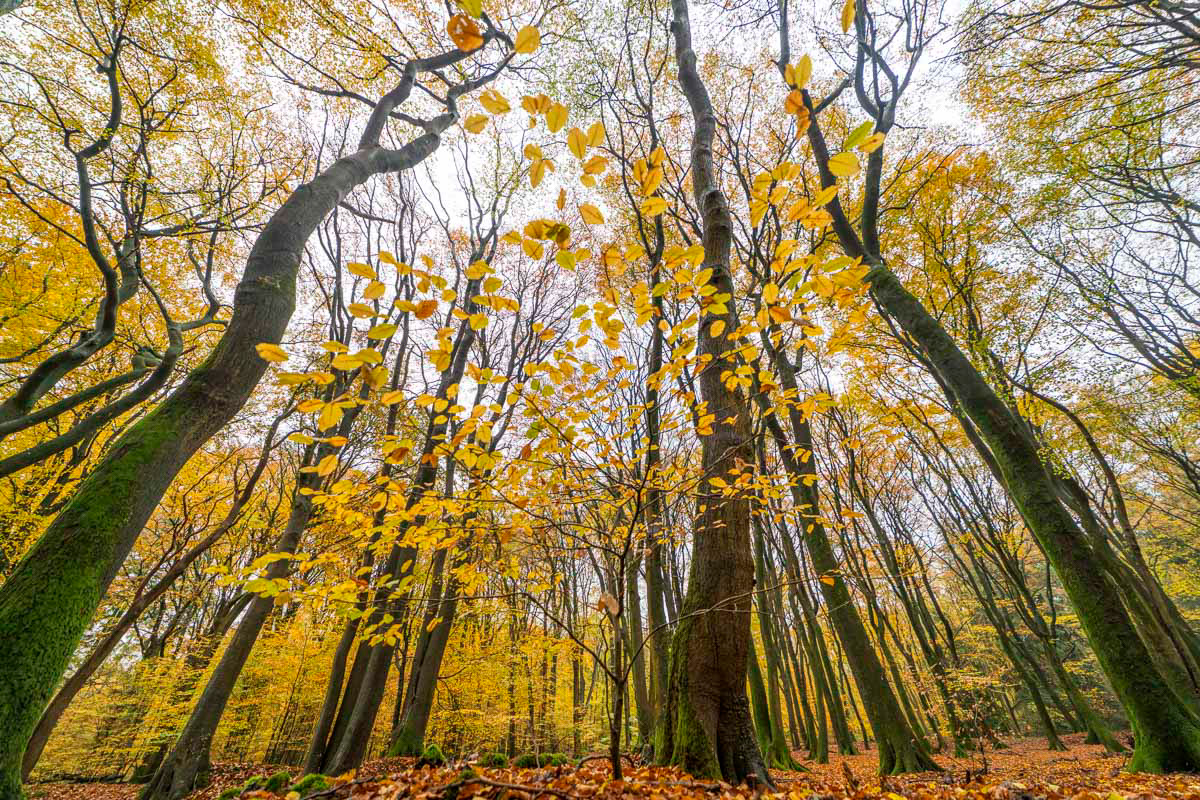 autumn forest (november)