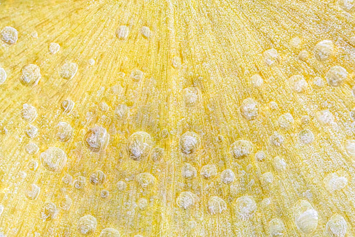 frozen ginkgo biloba leaf