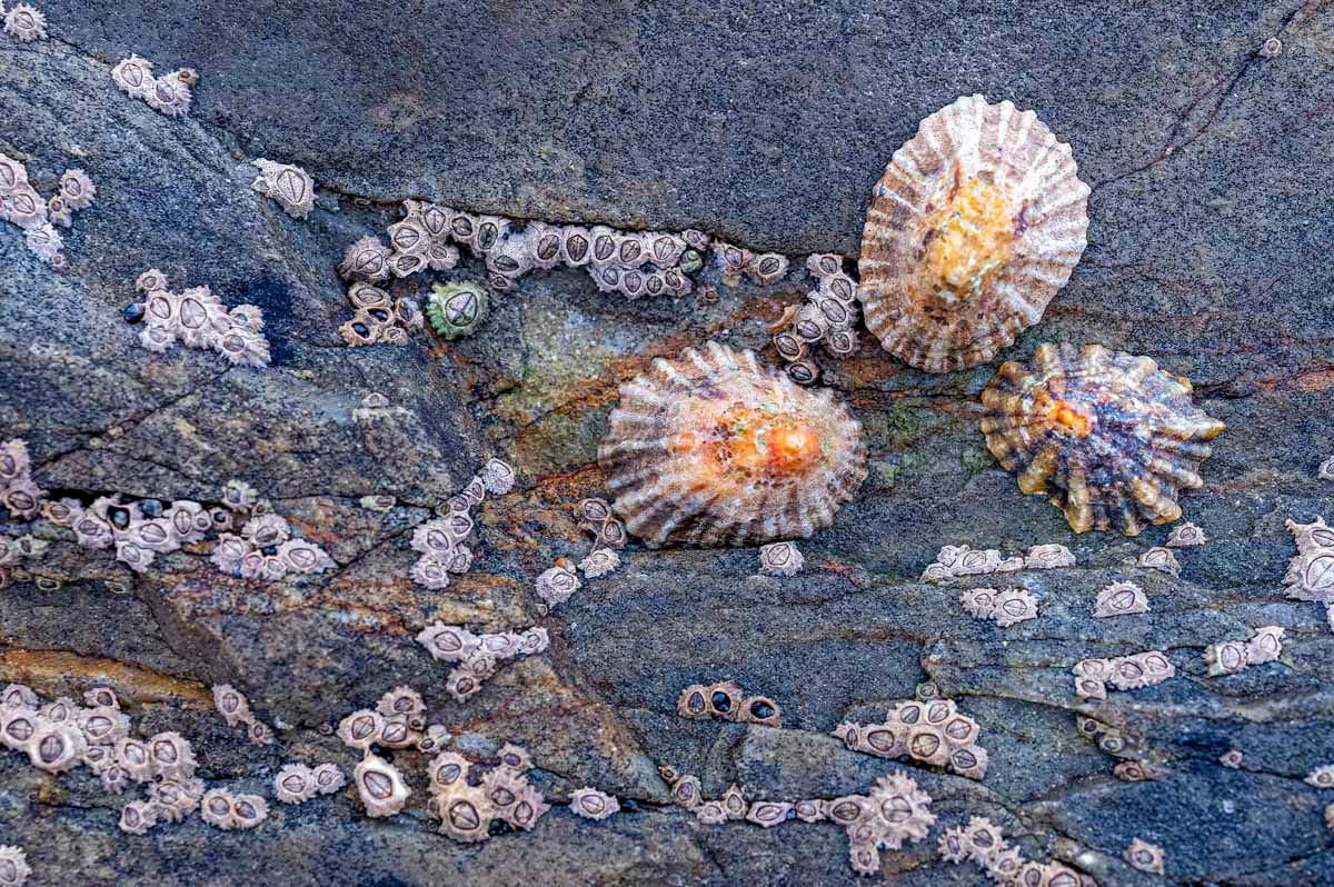 limpets and barnacles
