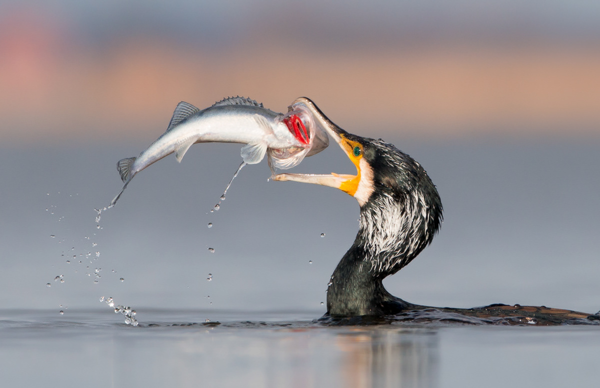 cormorant catching a zander