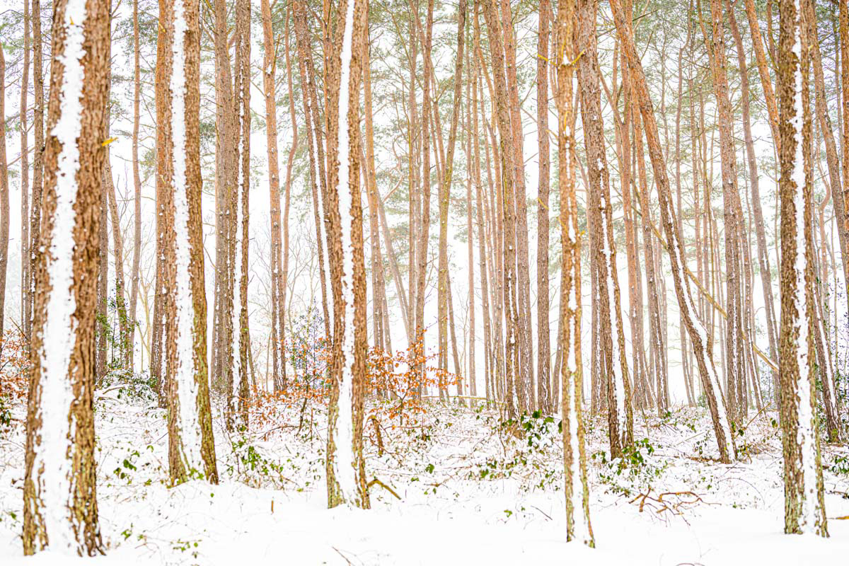 snow stripes in the woods