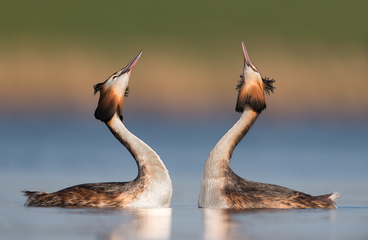 great crested grebes in courtship