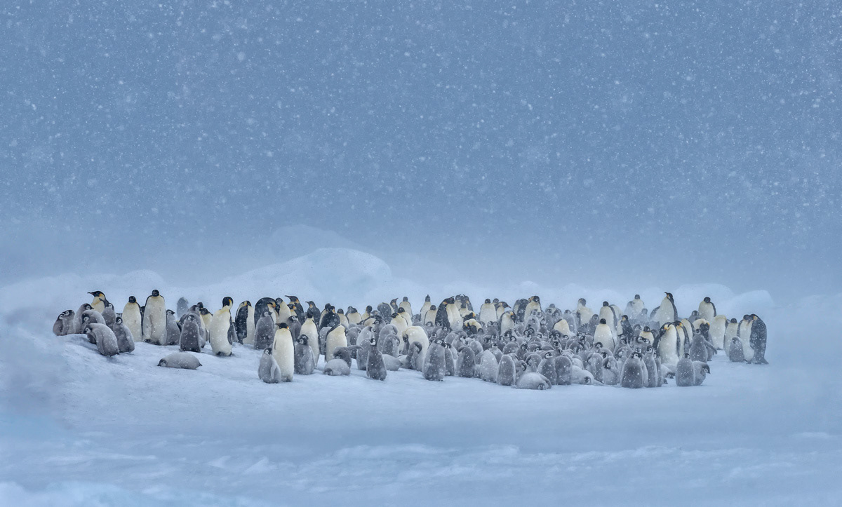 the colony gathering in a snow storm
