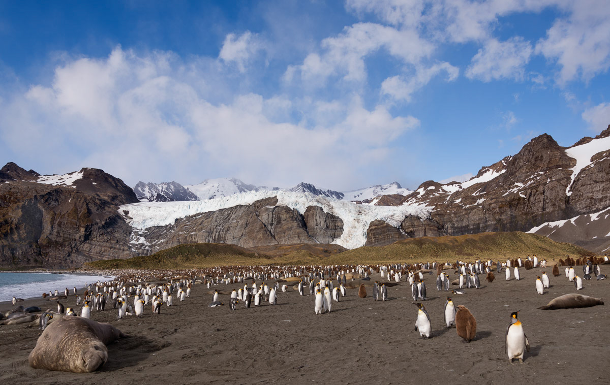 gold harbor beach: king penguins and elephant seals