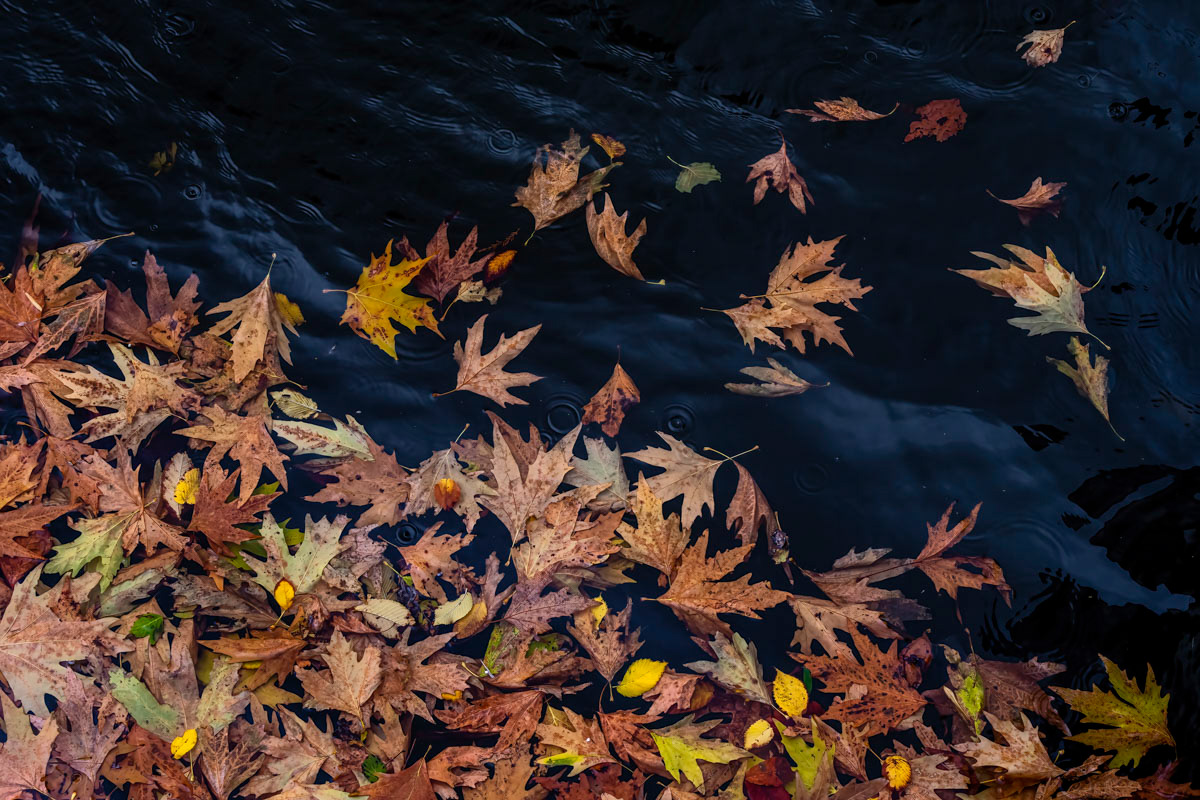 autumn leaves in between the houseboats