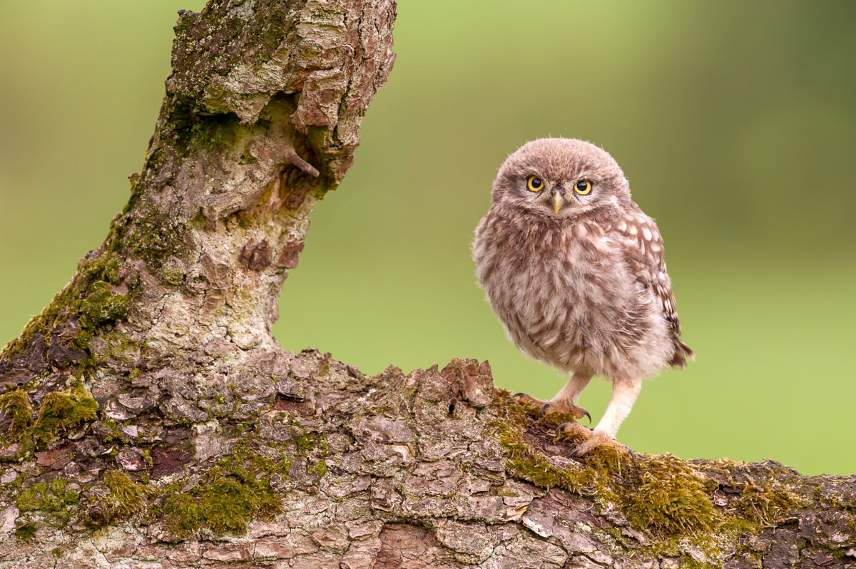 little owl chick