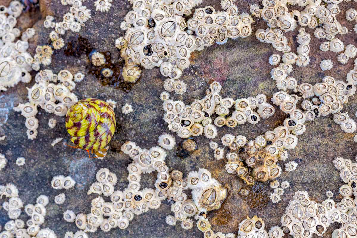 limpets and barnacles and a moving sea snail