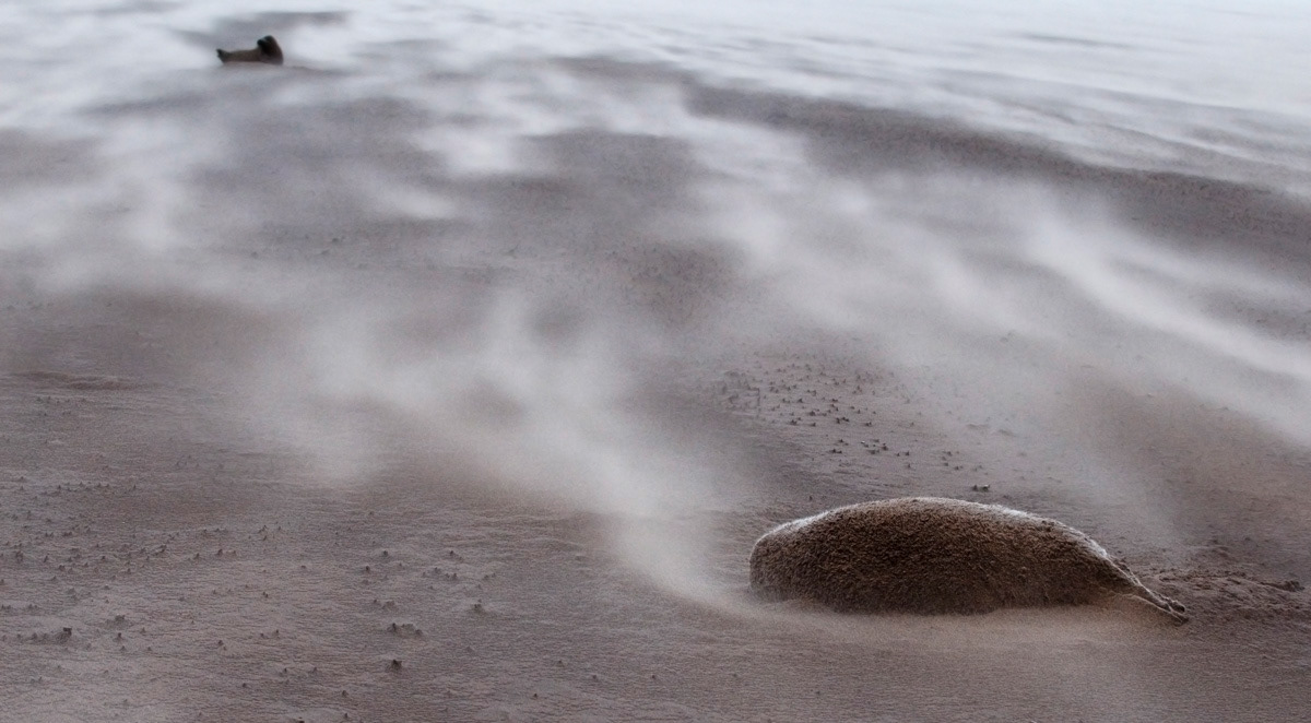 stormy weather (grey seals)
