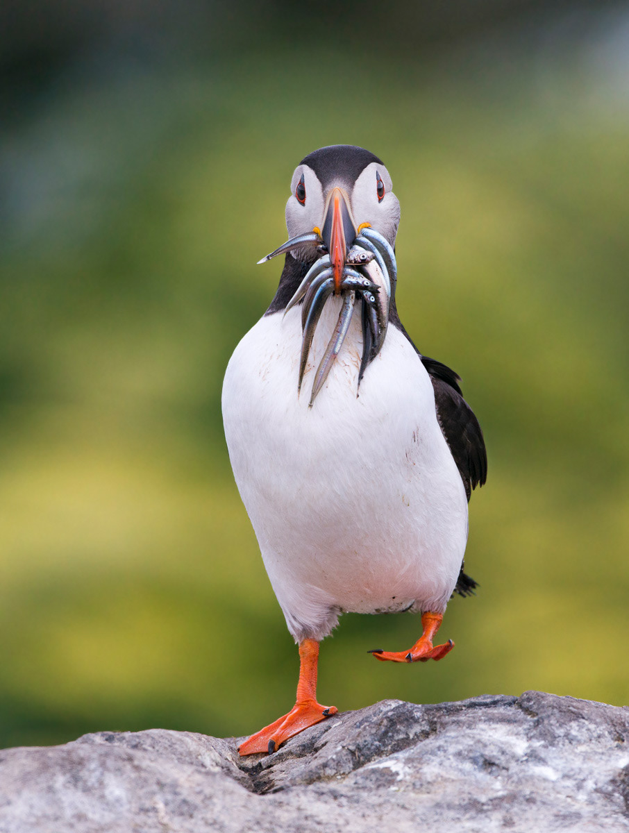 puffin