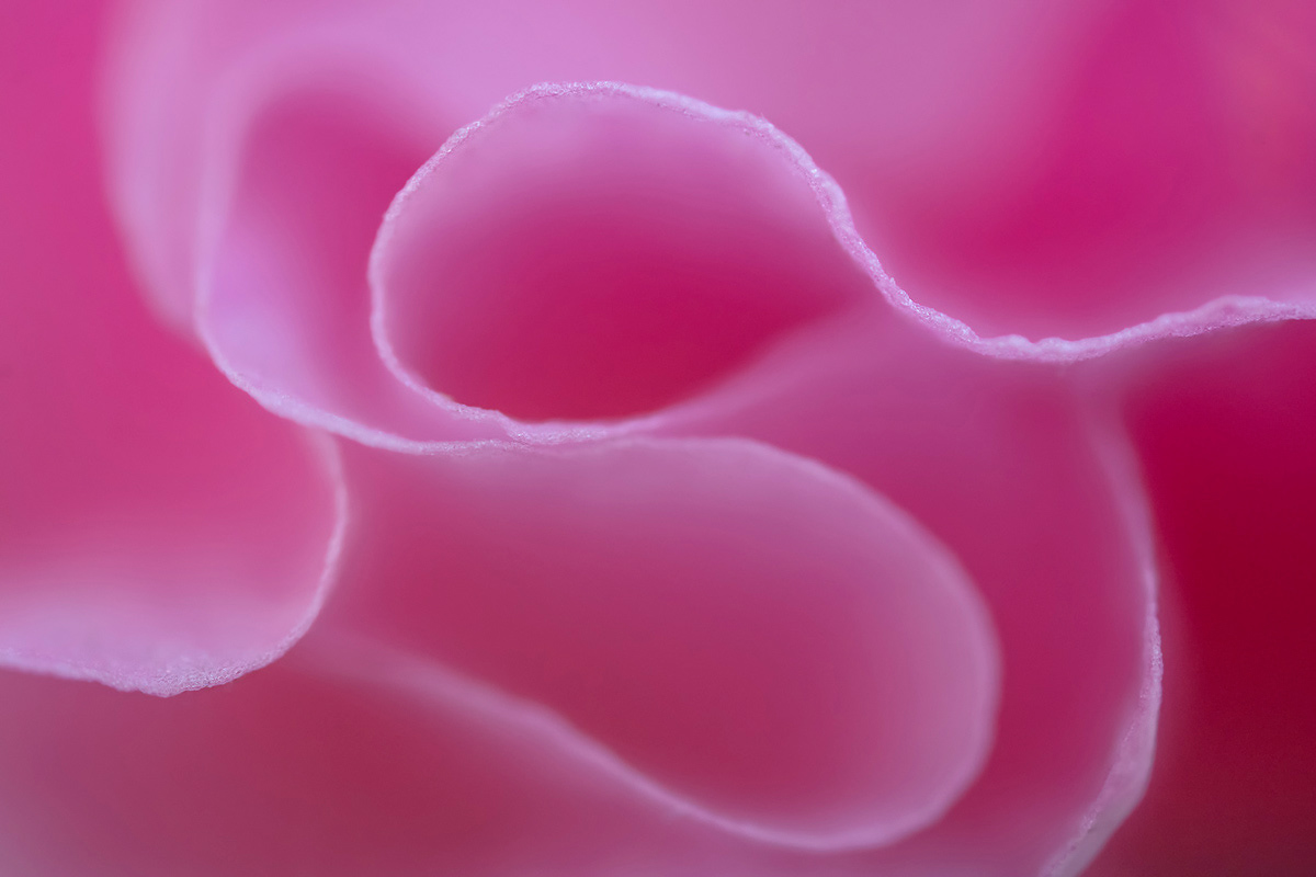 hollyhock (extreme macro)