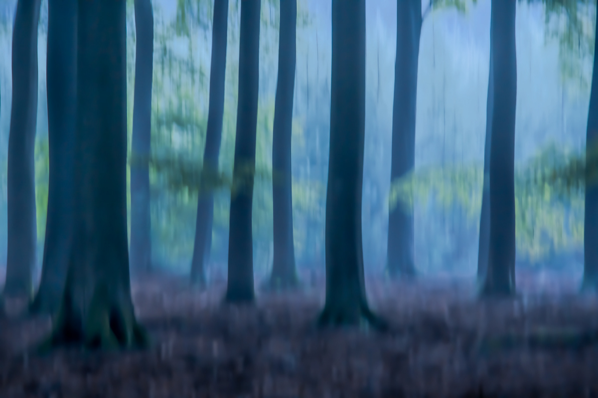 speulder forest at sunrise 