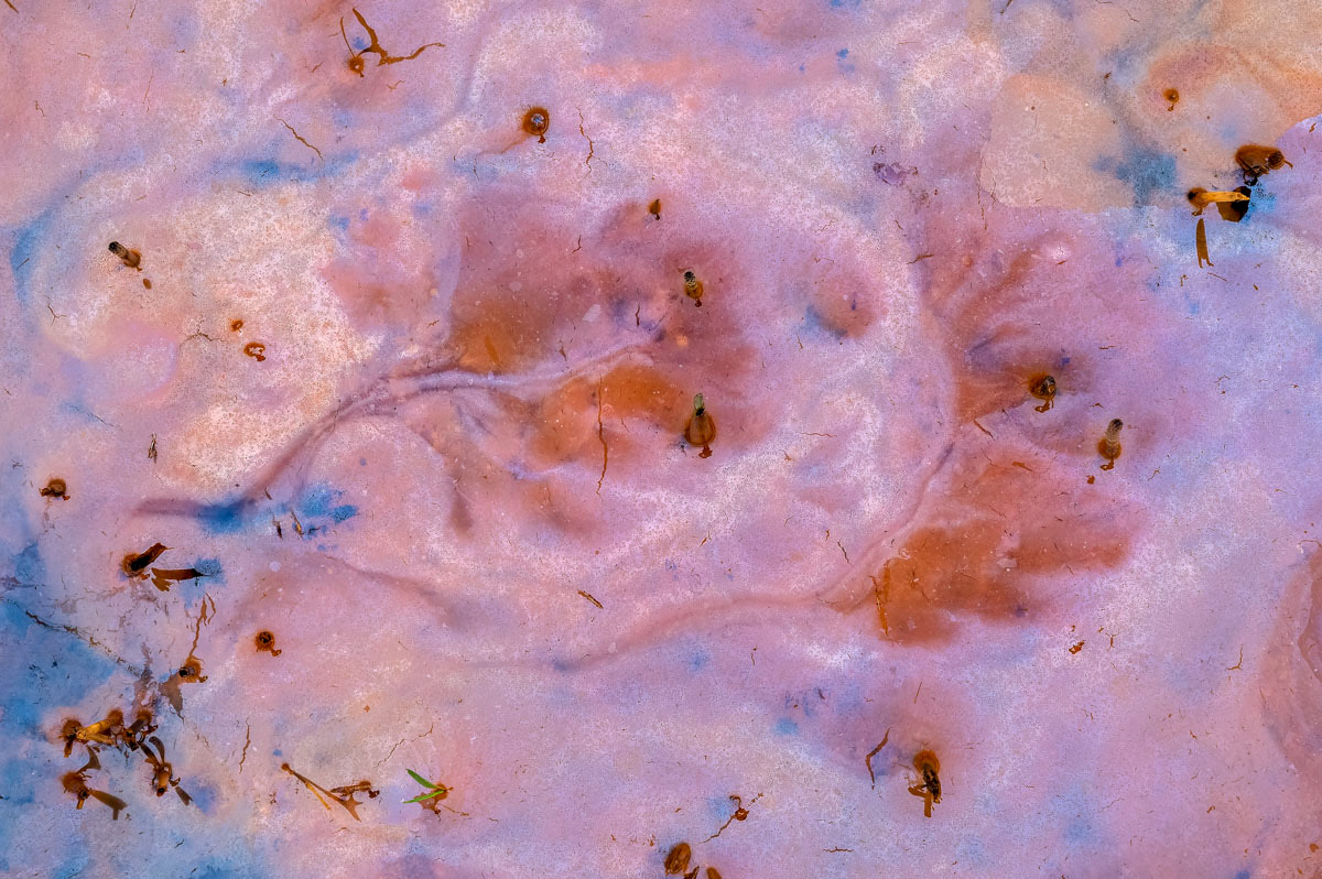 seepage water leaves