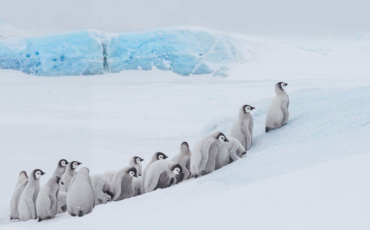 emperor penguin chicks climbing uphill