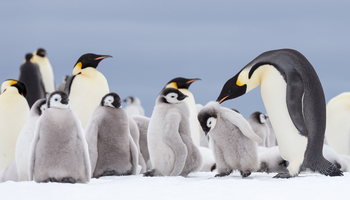 emperor penguin chick being sent away