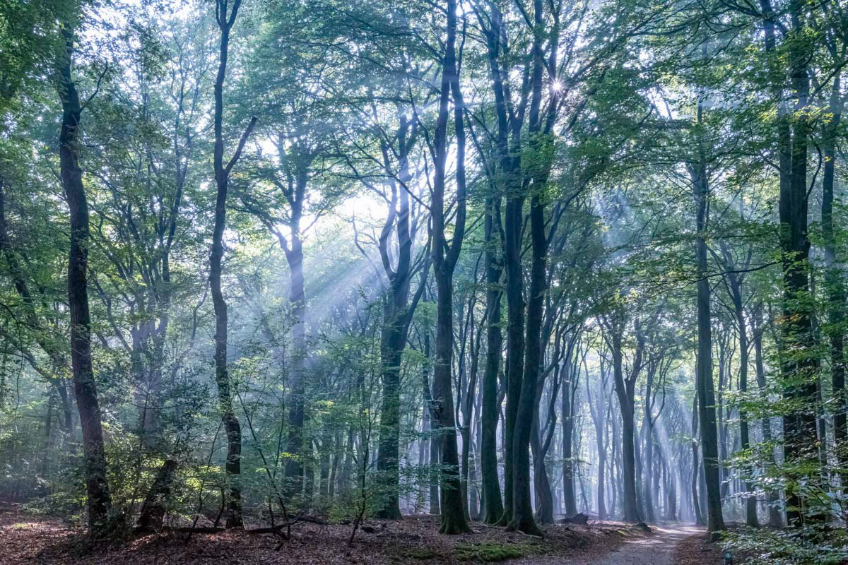 a foggy day in speulder forest