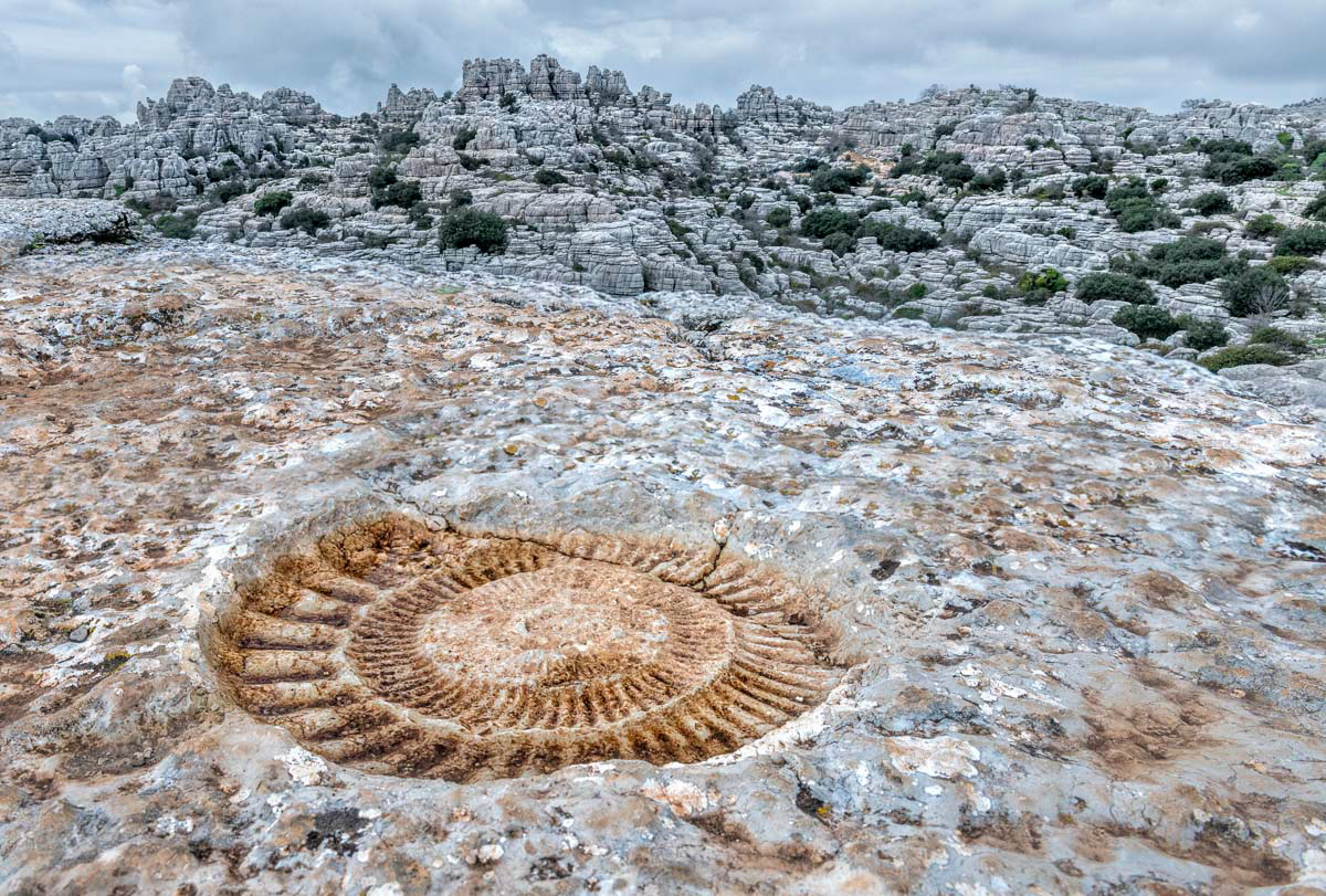 fossil sea creature (el torqal)