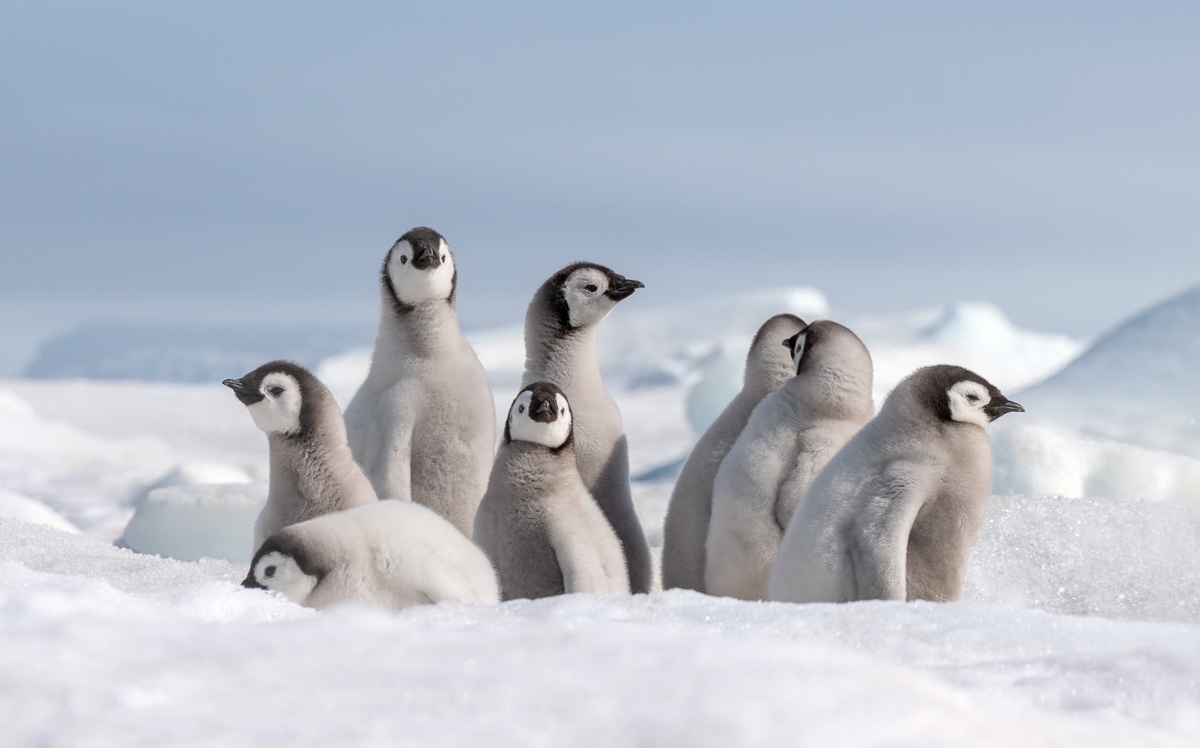 emperor penguin chicks huddling together