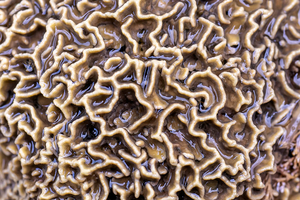 unknown sea creature in a tidal pool 